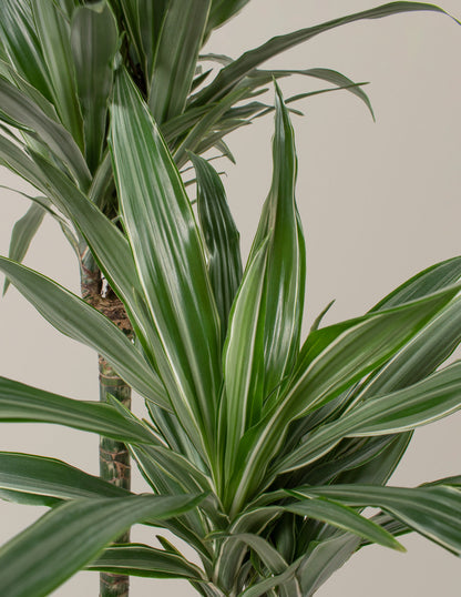 Large Dracaena Warneckii 13.50