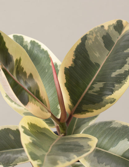 Ficus Tineke Tree