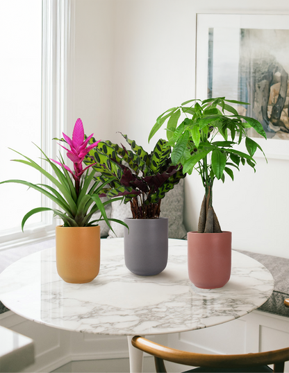 Bromeliad Antonio Pink