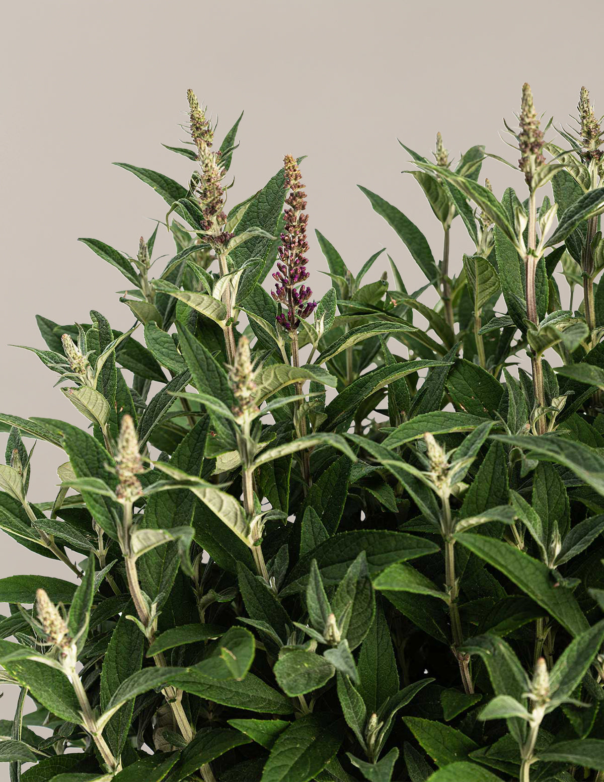 Butterfly Bush