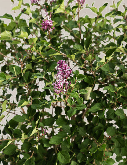 Butterfly Bush