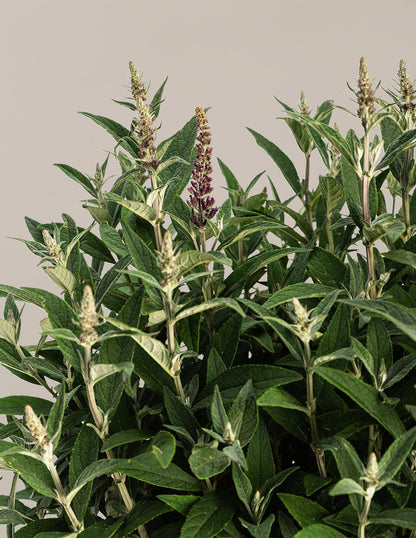 Butterfly Bush