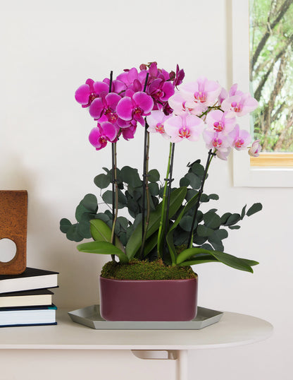 Large Double Bi-Color Orchid