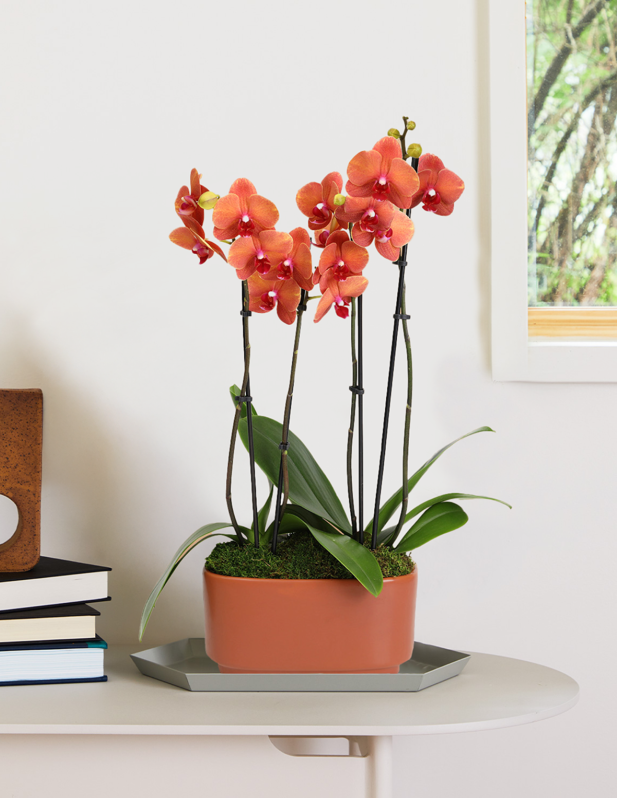 Large Double Orchid