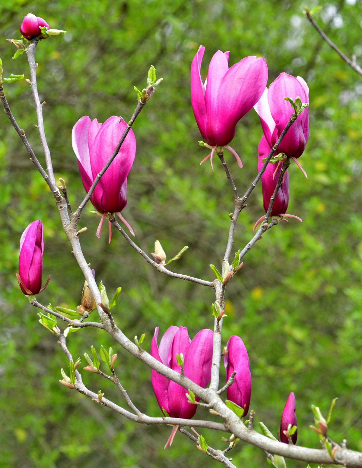 Jane Magnolia