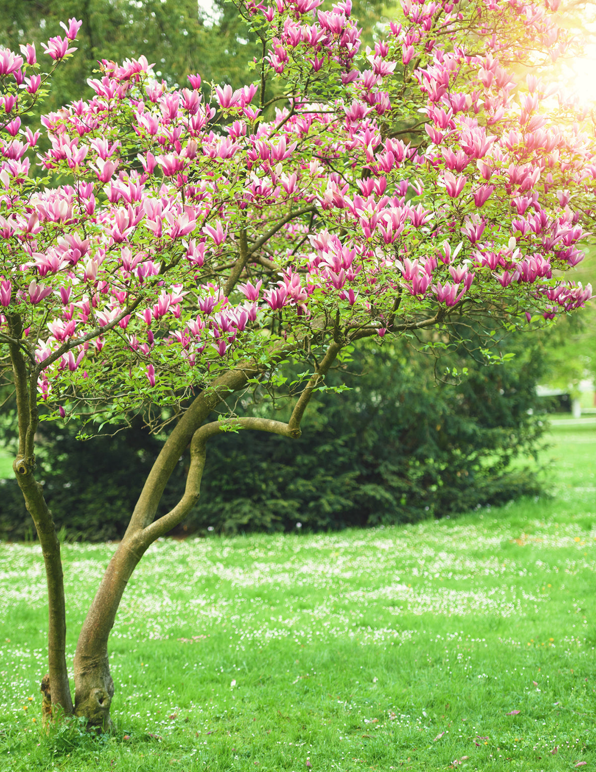 Jane Magnolia