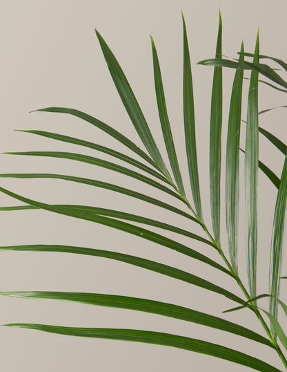 Large Cat Palm