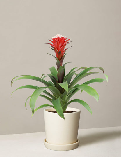 Bromeliad Red Guzmania Hope