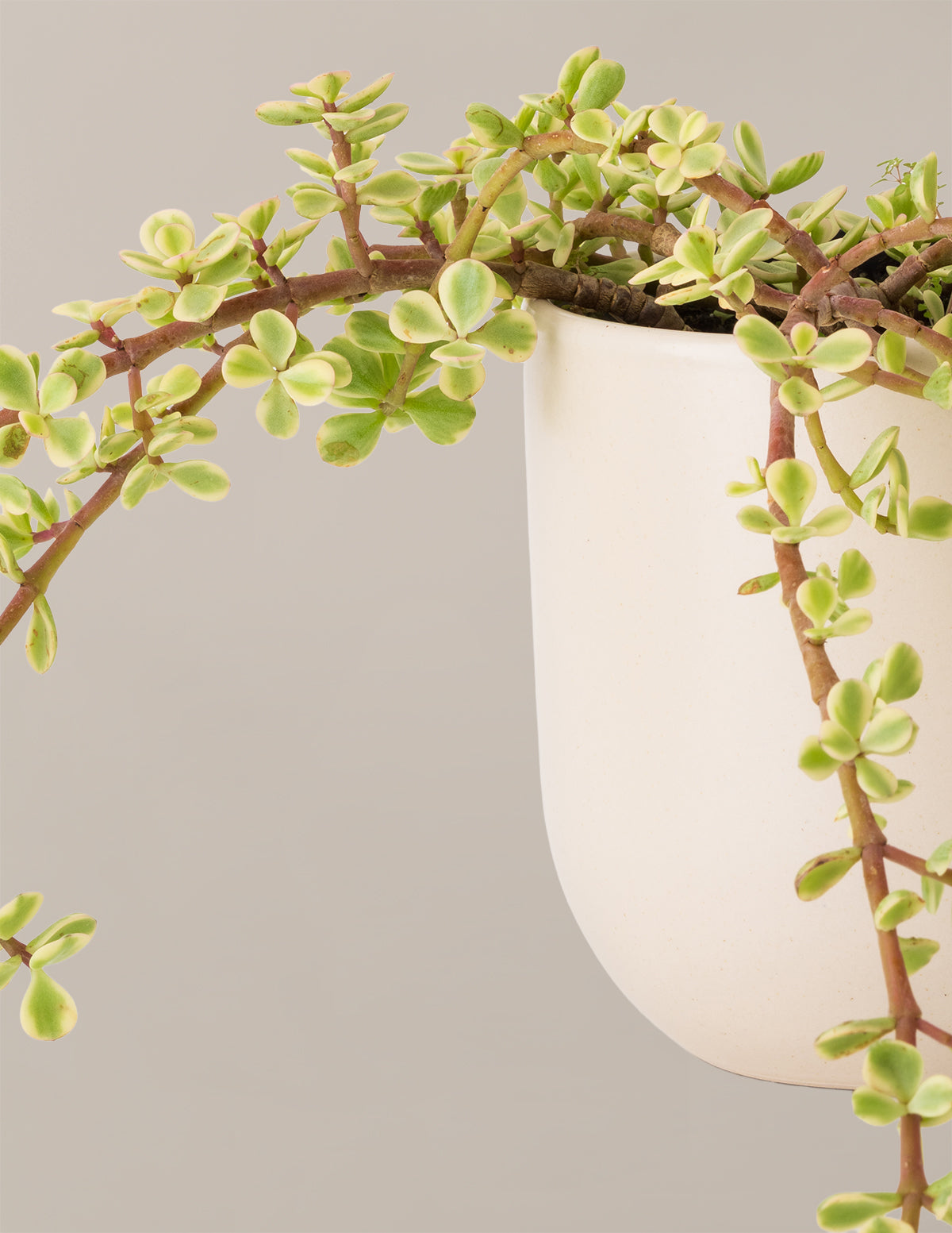 Variegated Elephant Bush Prosperity Plant