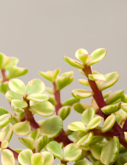 Variegated Elephant Bush Prosperity Plant