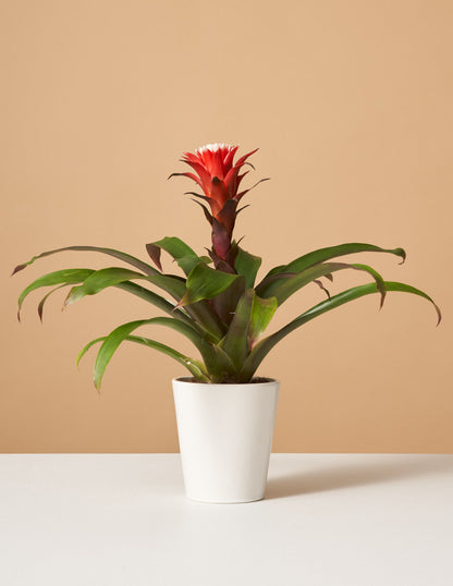 Bromeliad Red Guzmania Hope