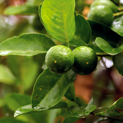 Key Lime Tree