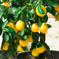 Meyer Lemon
