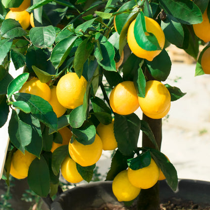 Meyer Lemon