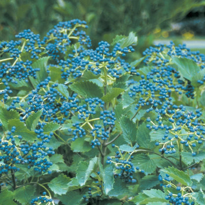 Arrowwood Viburnum