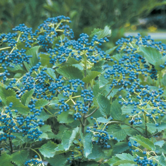 Arrowwood Viburnum