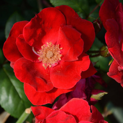 Climbing Rose